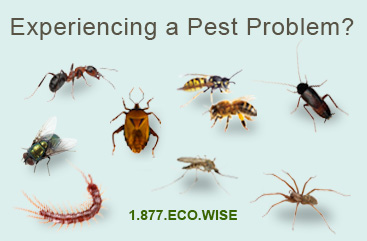 Common Insects Controlled by Eco-Wise Common Insects Controlled by Eco-Wise